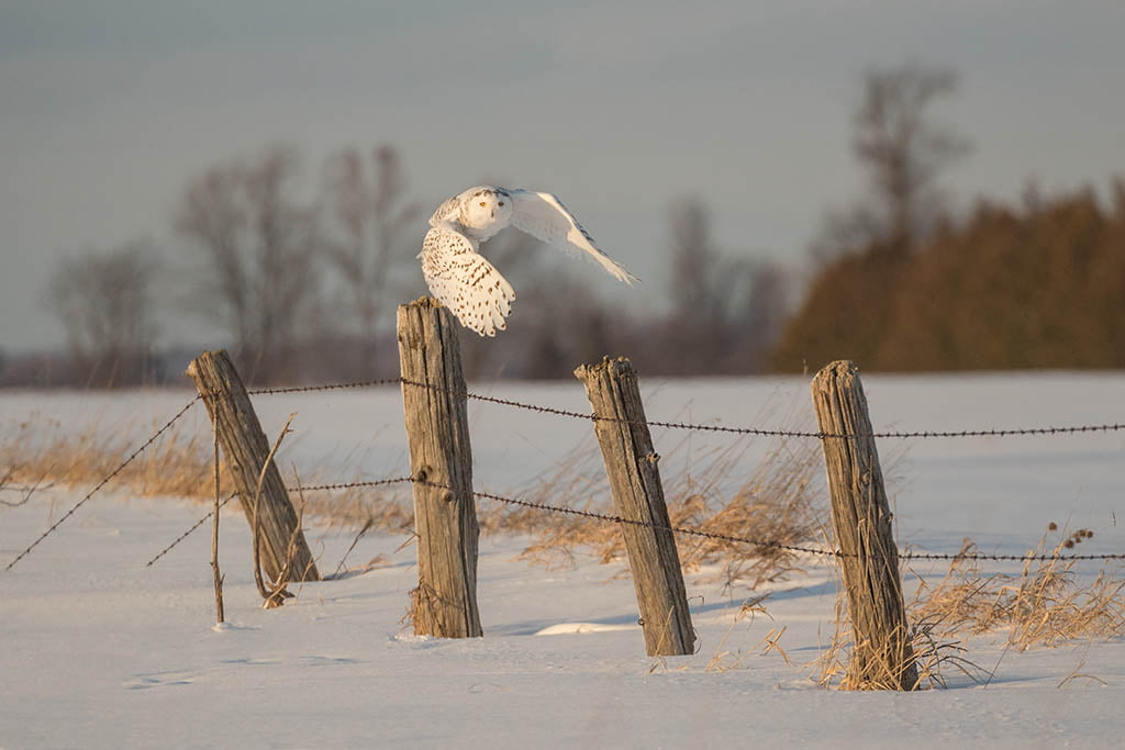 Snowy Owl - Arctic Exposure