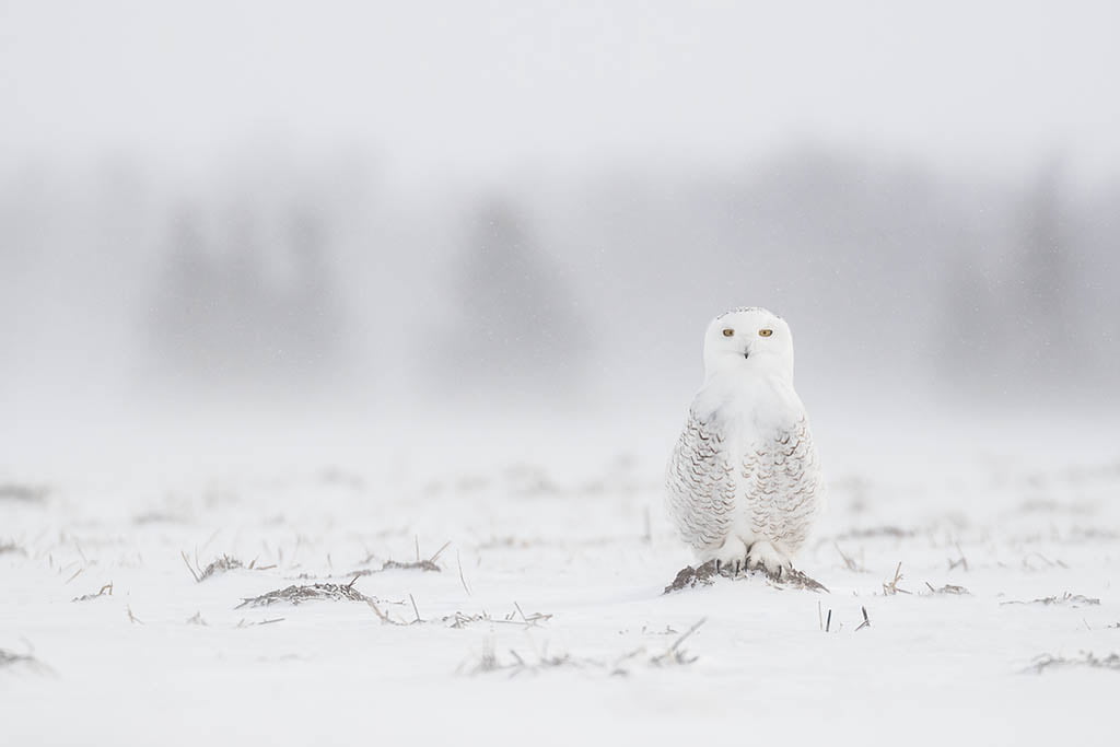 Snowy Owl - Arctic Exposure