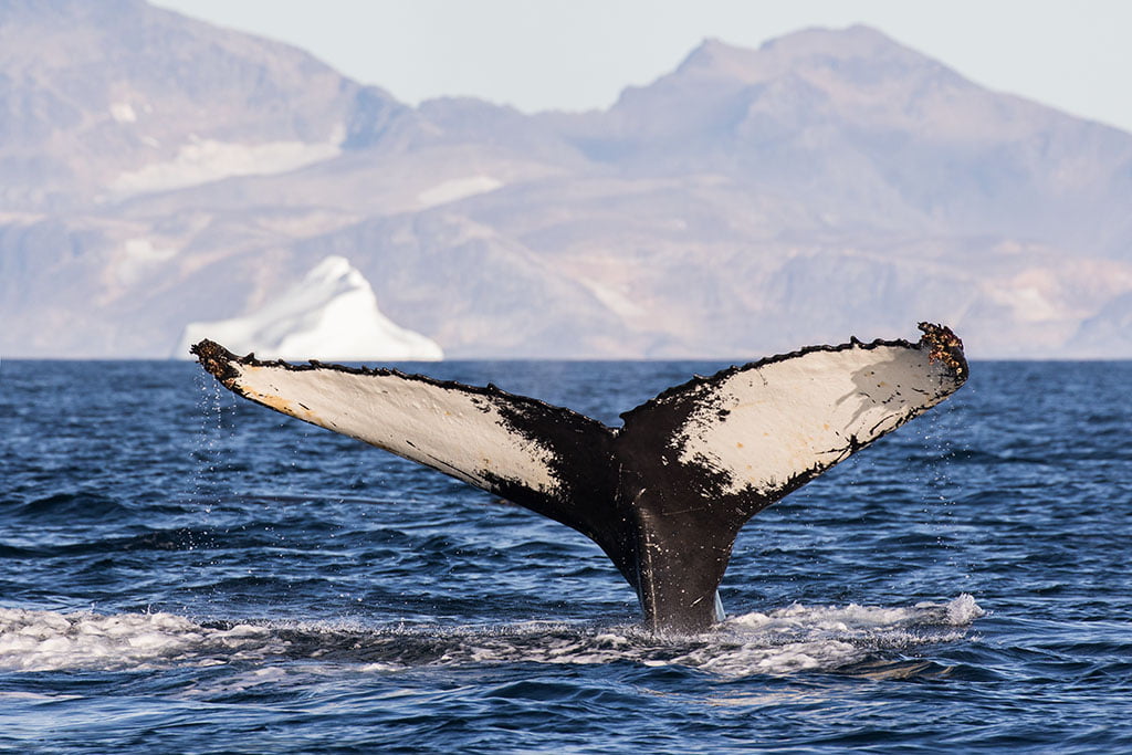 Whale tale - Arctic Exposure