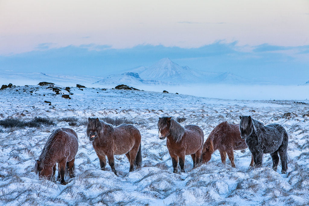 Horses - Arctic Exposure