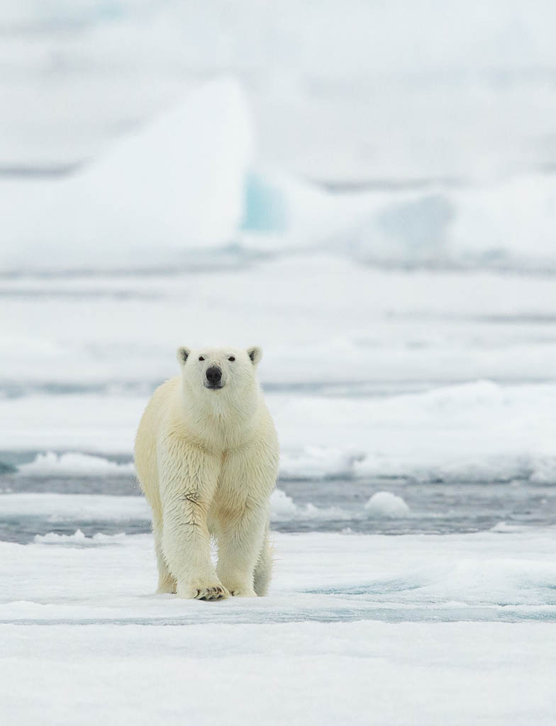 Svalbard - Arctic Exposure