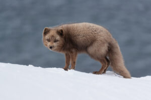 arctic_fox_iceland_winter_snow_I4I9282
