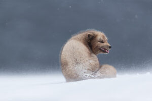 arctic_fox_iceland_winter_snow_I4I9381