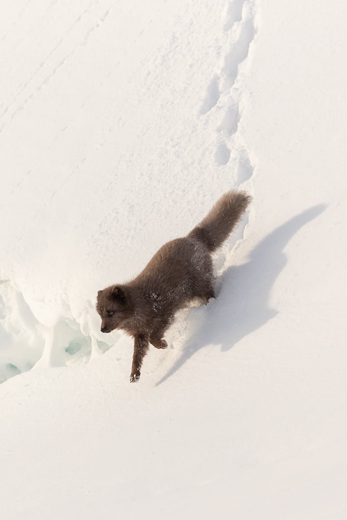 Arctic Fox running down a hill in Iceleand